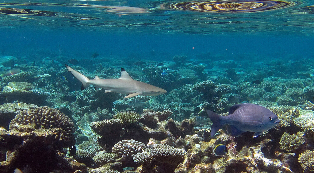 Snorkeling Aux Maldives Guide Astuces Et Conseils