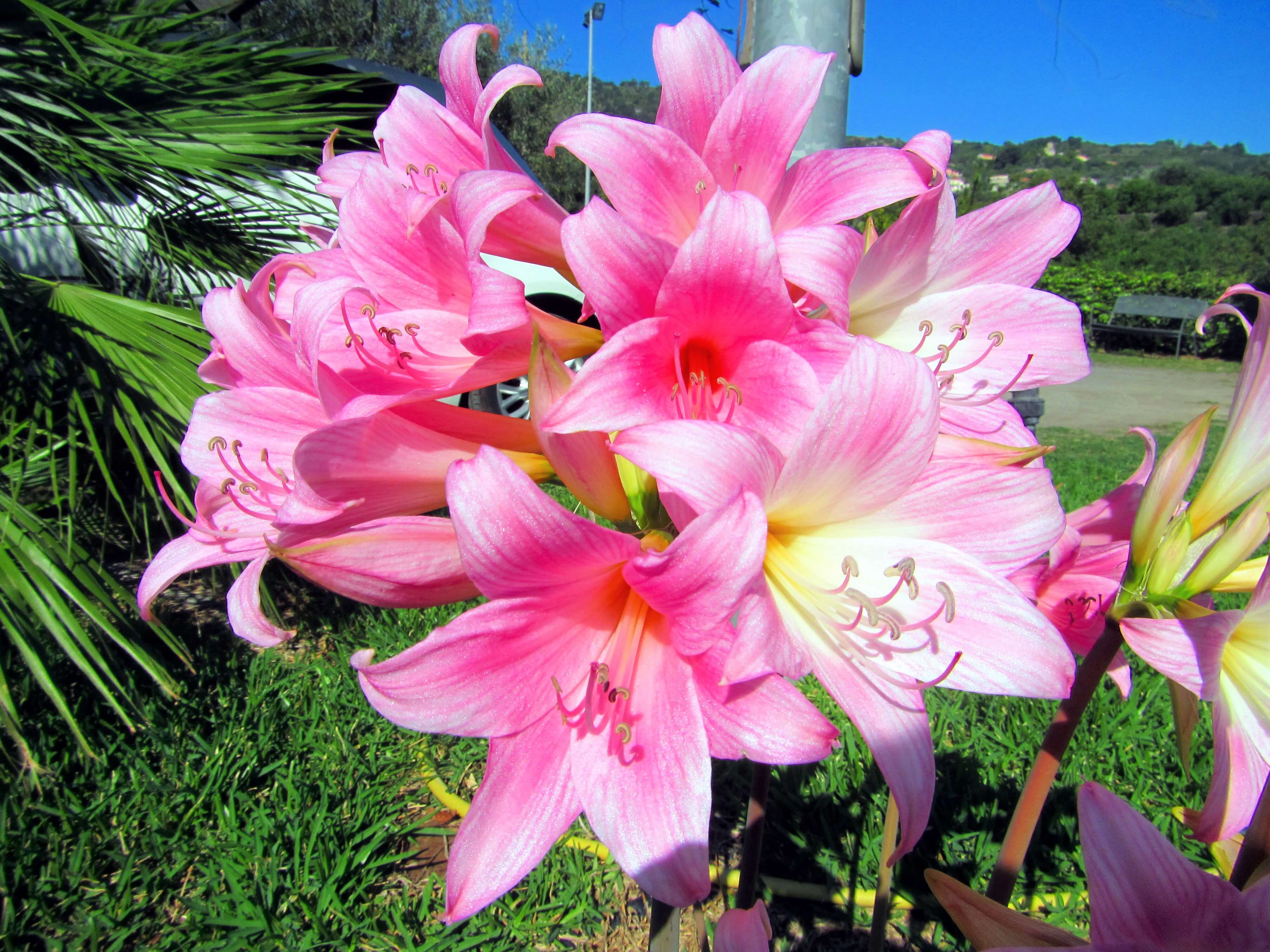 Les fleurs dans le verger de l'agritourisme en Sicile