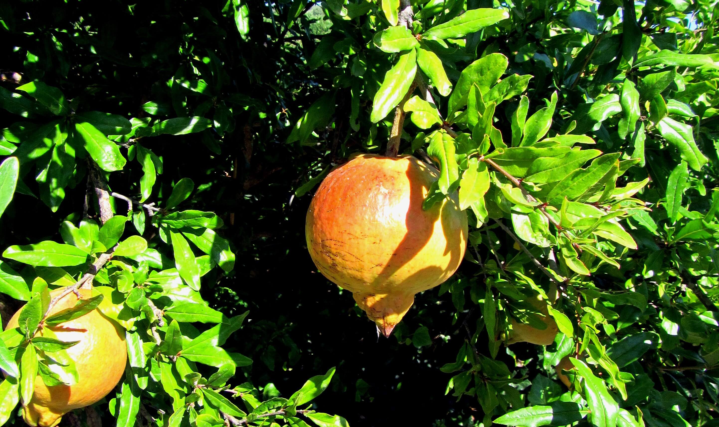 Les fruits bio de l'agritourisme en Sicile