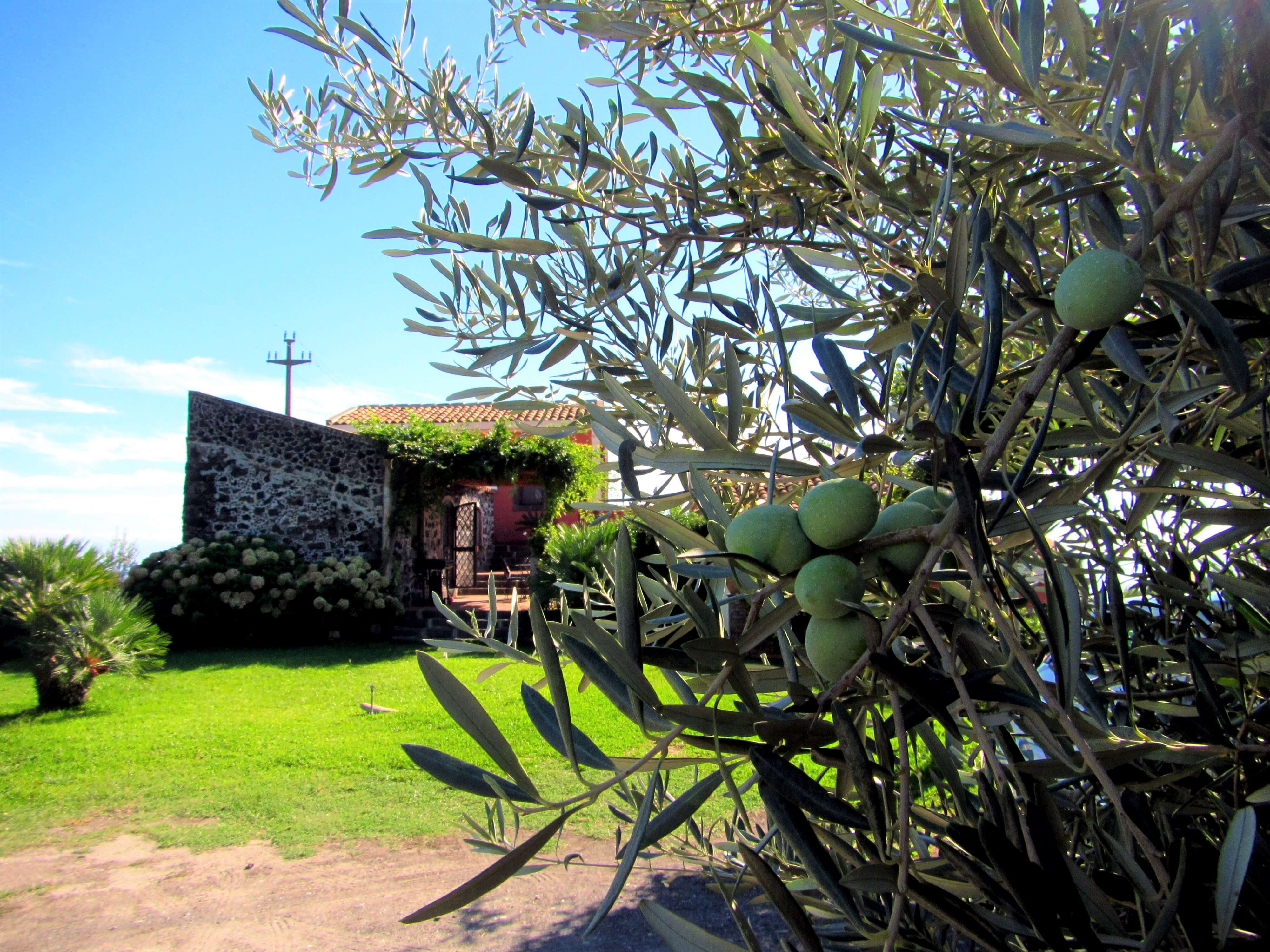 Olives de Sicile et chambre d'hôte agritourisme
