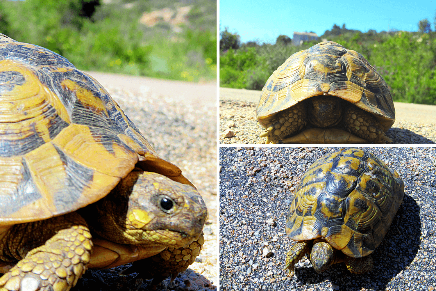 Tortue d'Hermann dans la Baie de Rondinara