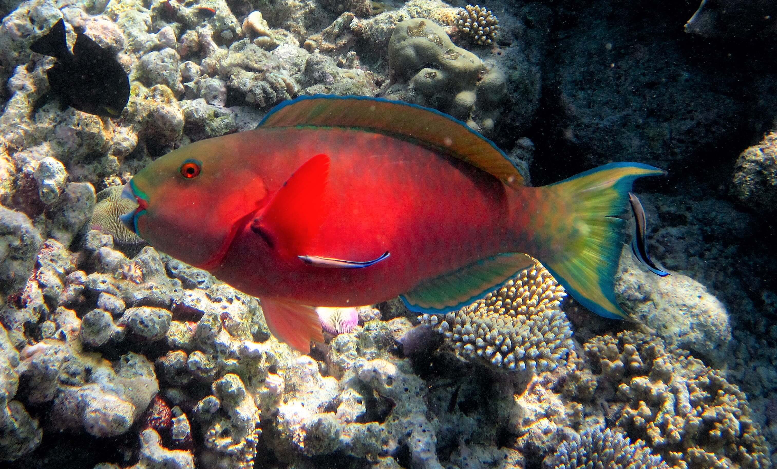 Poisson-perroquet trouvé en snorkeling pendand des vacances aux Maldives