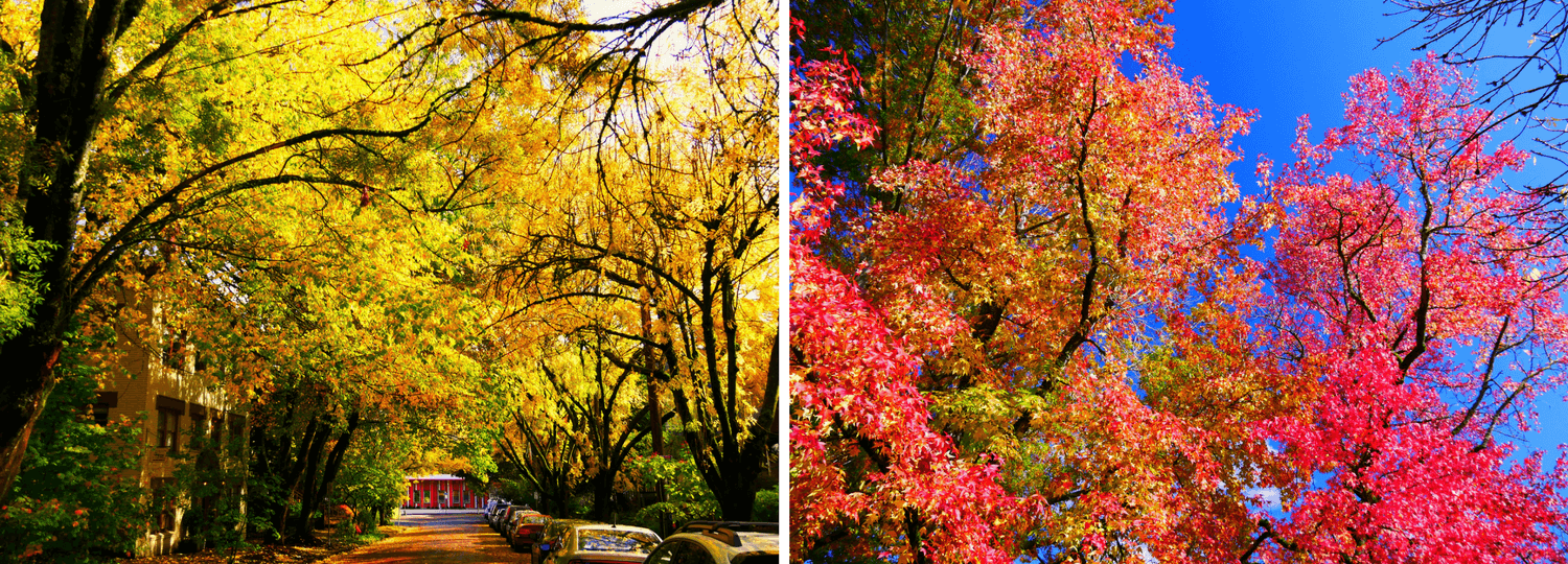 Les arbres colorés du quartier résidentiel à Portland Oregon