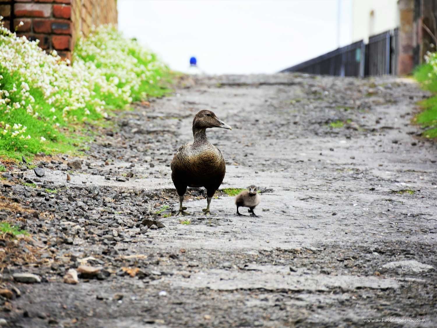 Canard et son petit sur l'Ile de May en Ecosse