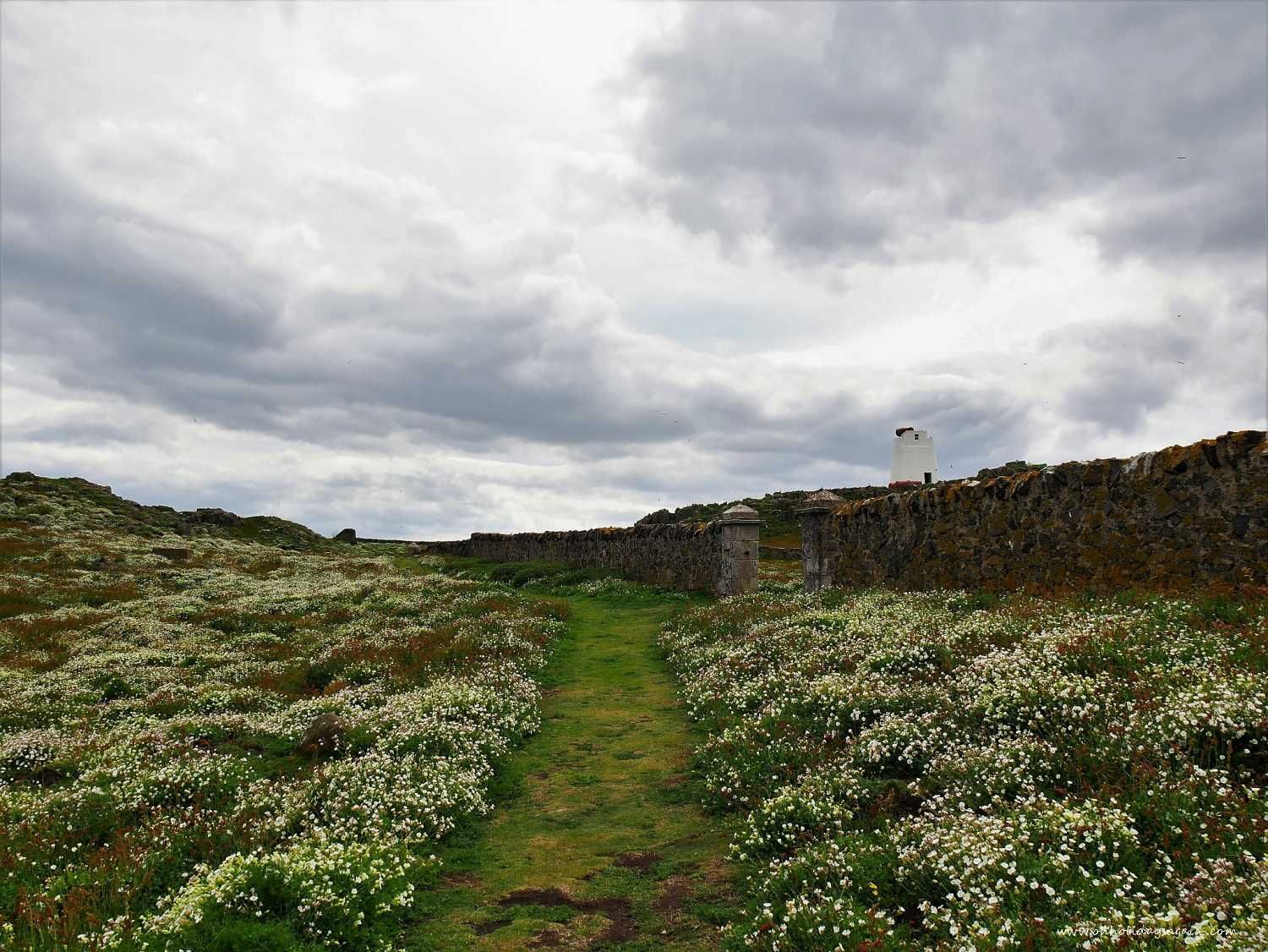 Fleurs sur l'Ile de May en Ecosse