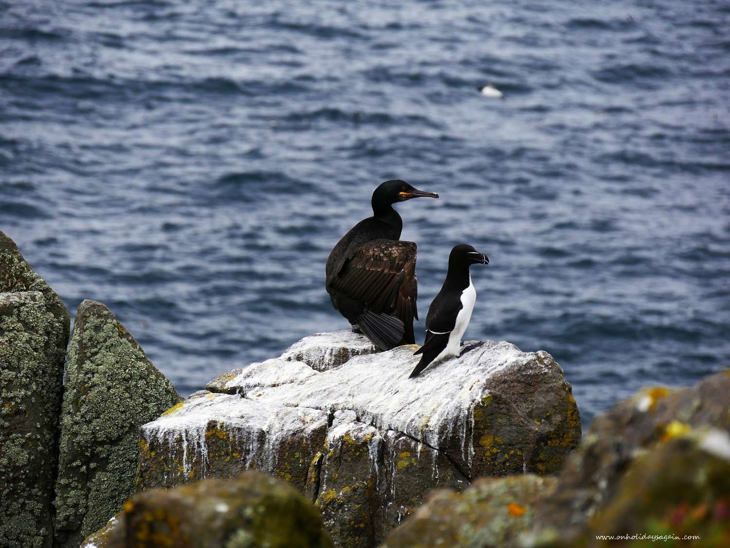Cormoran huppé et pinguin torda sur l'Ile de May en Ecosse