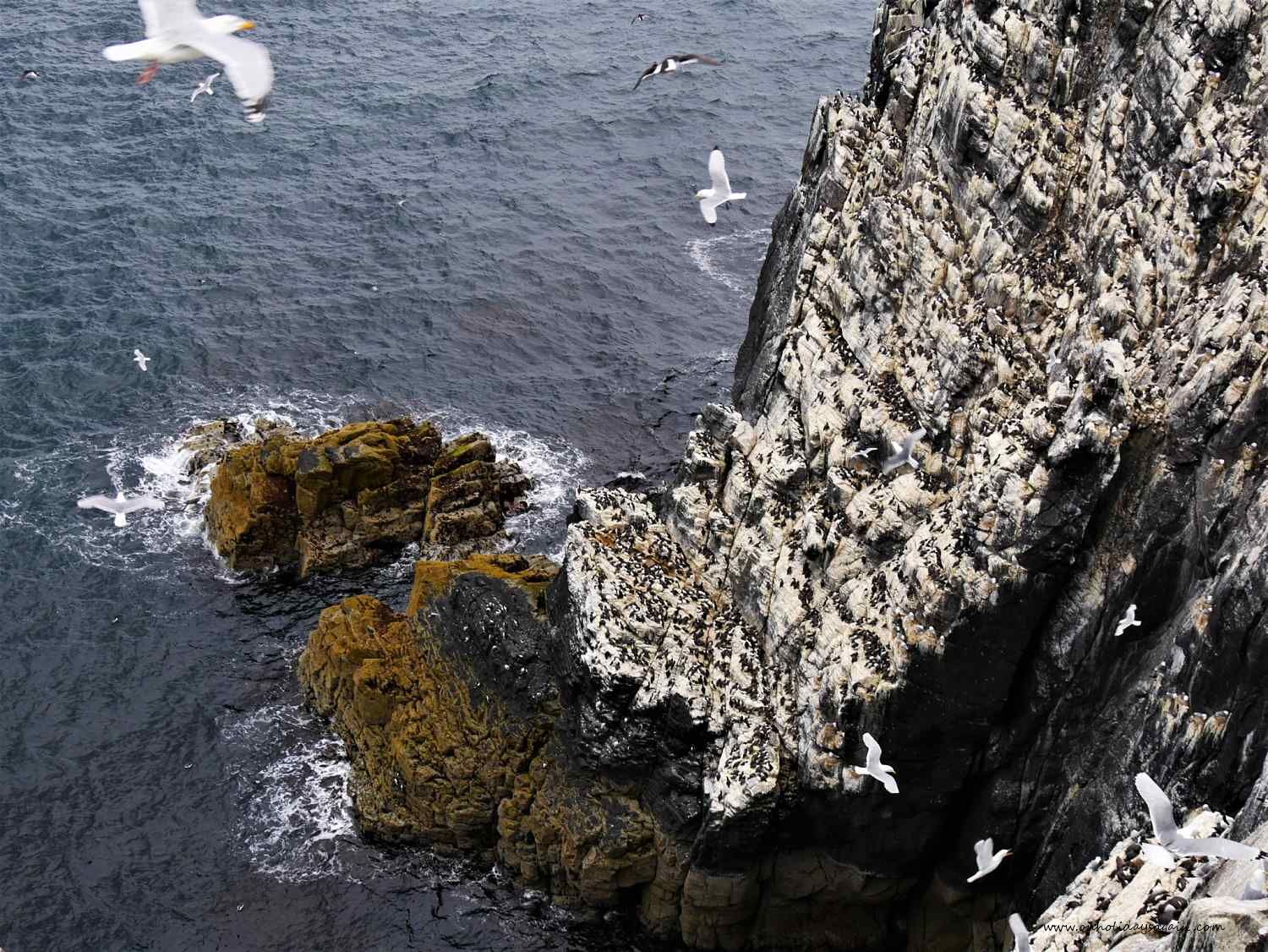 Falaise avec les pingouins torda sur l'Ile de May en Mer du Nord en Ecosse