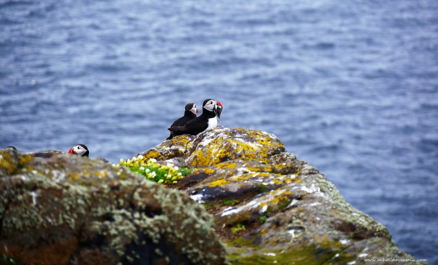 Macareux moine mangeant un poisson sur l'Ile de May en Mer du Nord