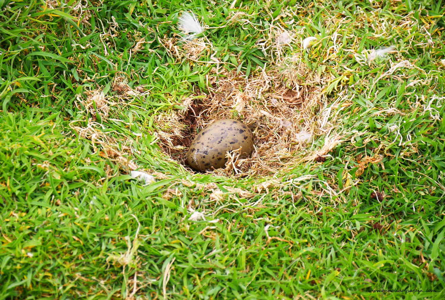 Oeuf d'un oiseau sur l'Ile de May en Ecosse