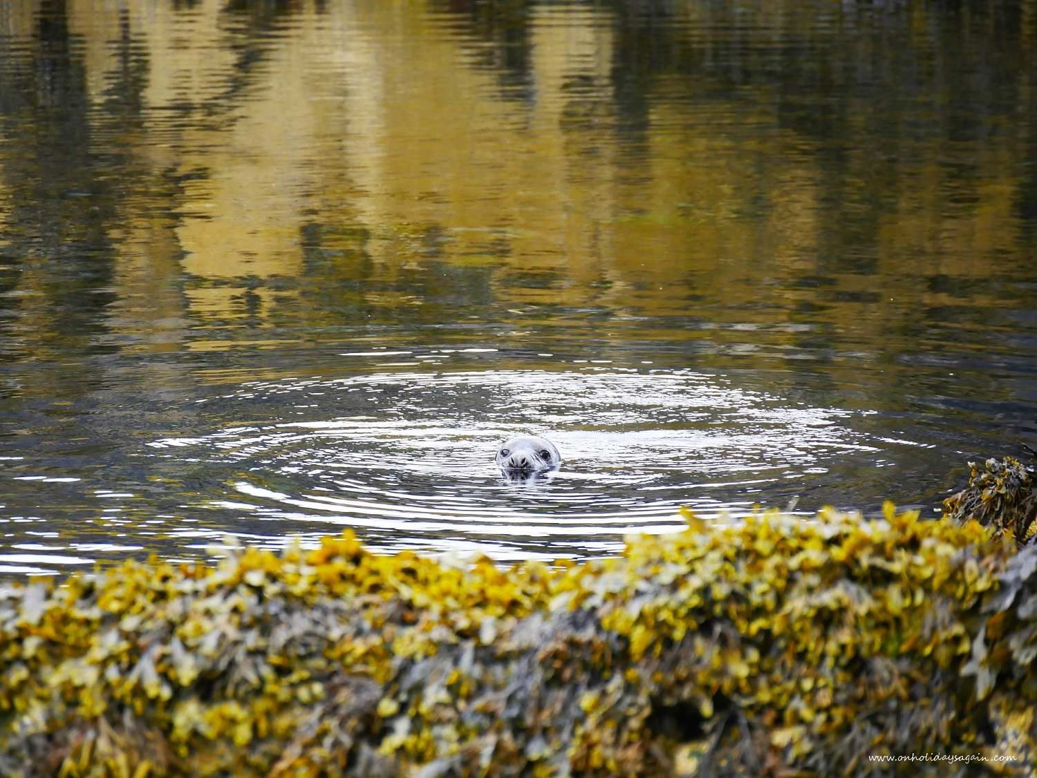 Phoque dans la Mer du Nord à l'Ile de May en Ecosse
