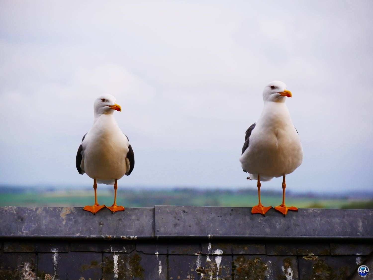 Tour-du-monde-confortable-couple-de-mouettes-bretagne-blog-voyage-suisse-cosy-on-holidays-again