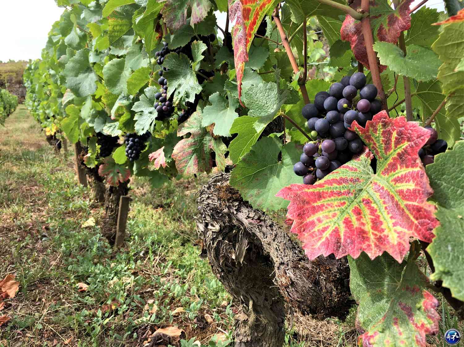 Vignes de la Côte de Nuits en Bourgogne