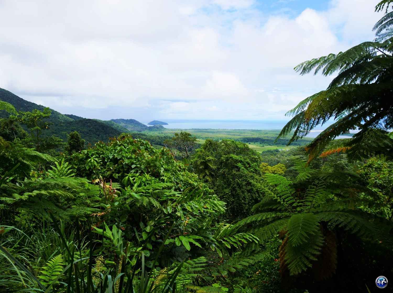 cape tribulation daintree rainforest queensland australie blog voyage suisse cosy