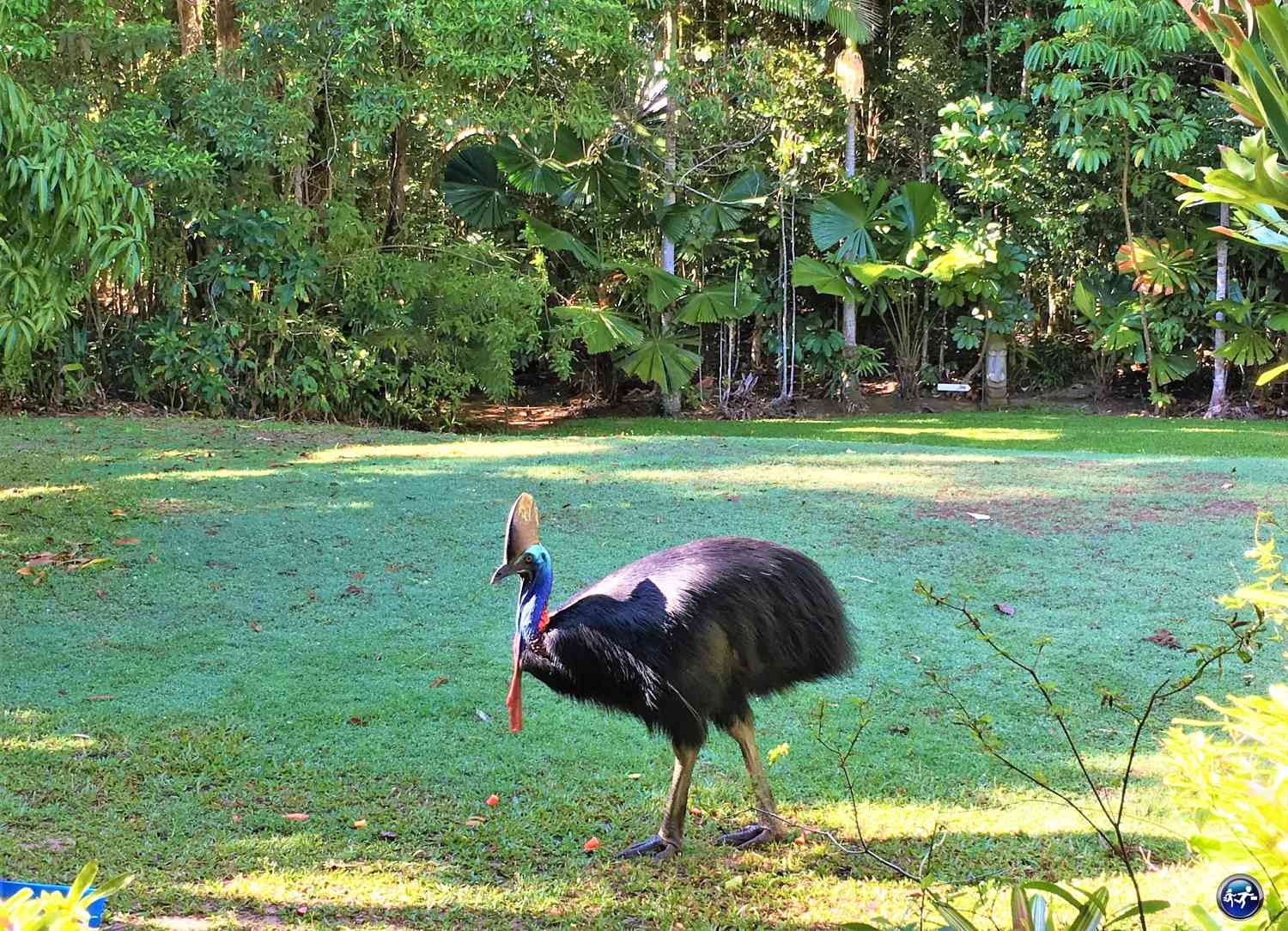 casoar hibiscus lodge mission beach queensland australie blog voyage suisse cosy