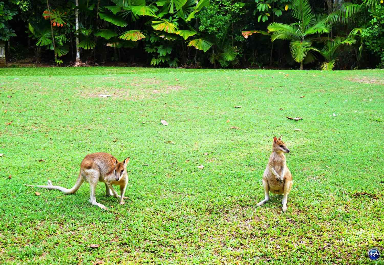 wallabies hibiscus lodge mission beach queensland australie blog voyage suisse cosy
