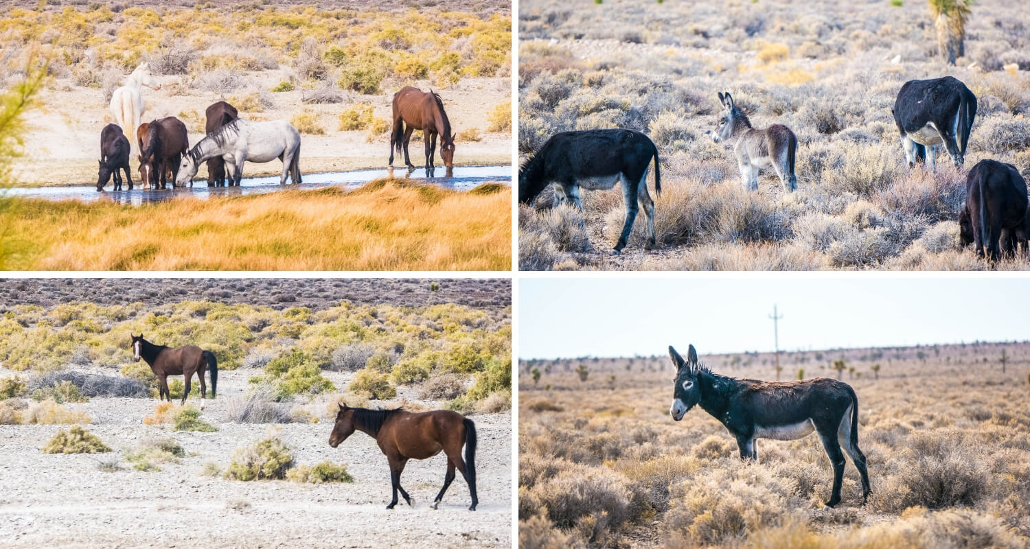 Chevaux et ânes en liberté dans le Nevada