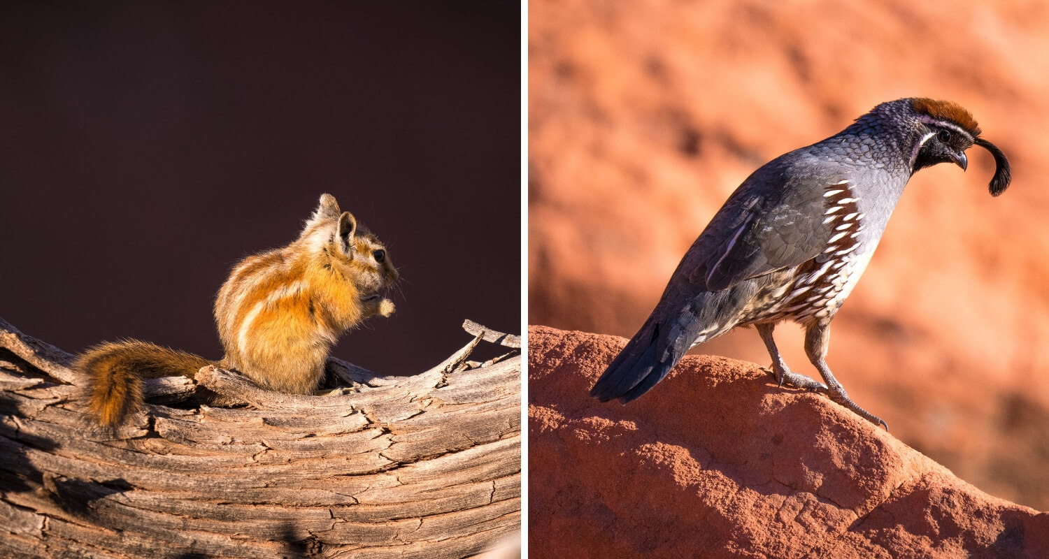Ecureuil et oiseau de l'Utah et du Nevada