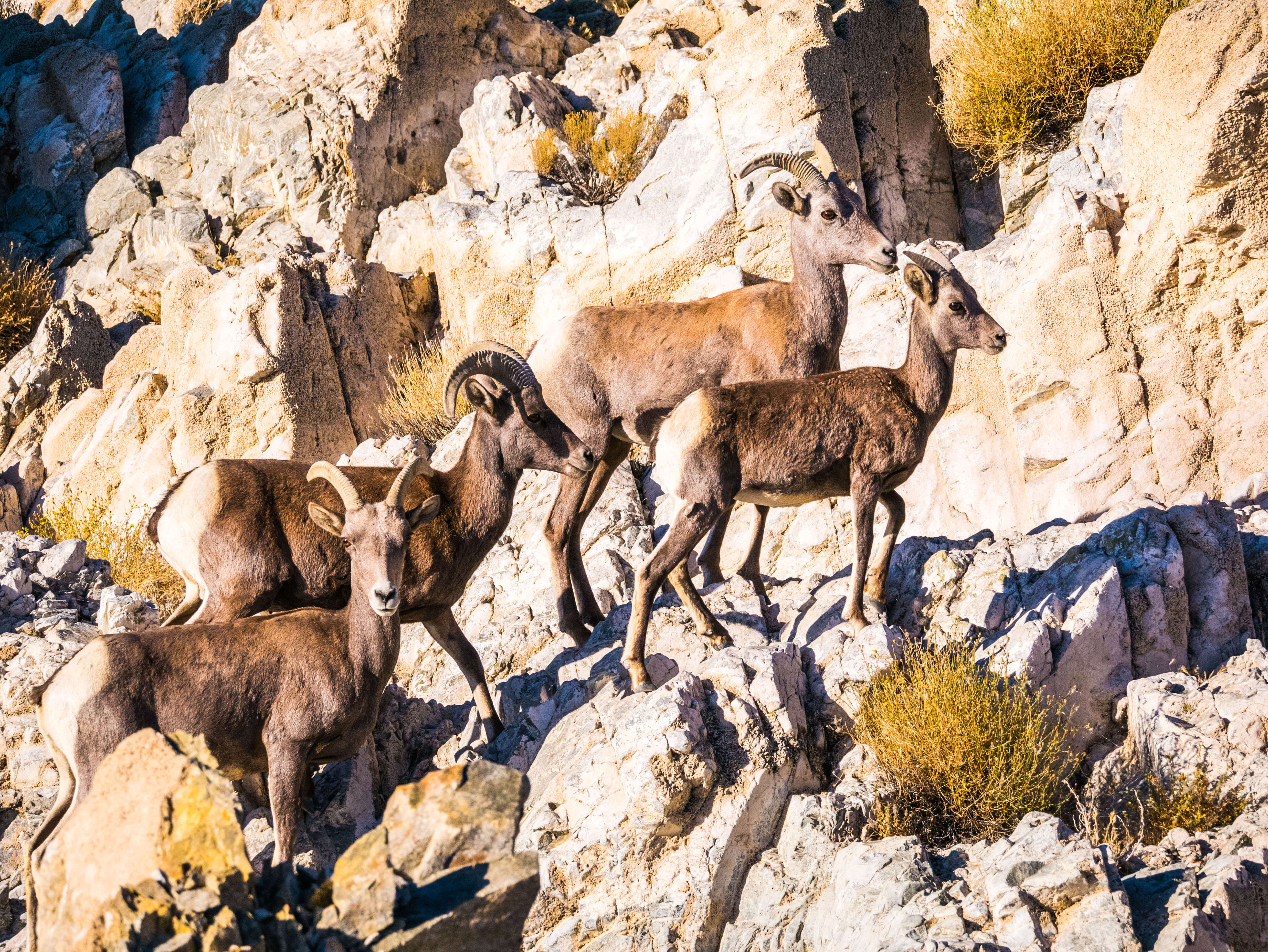 Mouflons au bord de la route dans le Nevada lors du road trip dans l'Ouest américain
