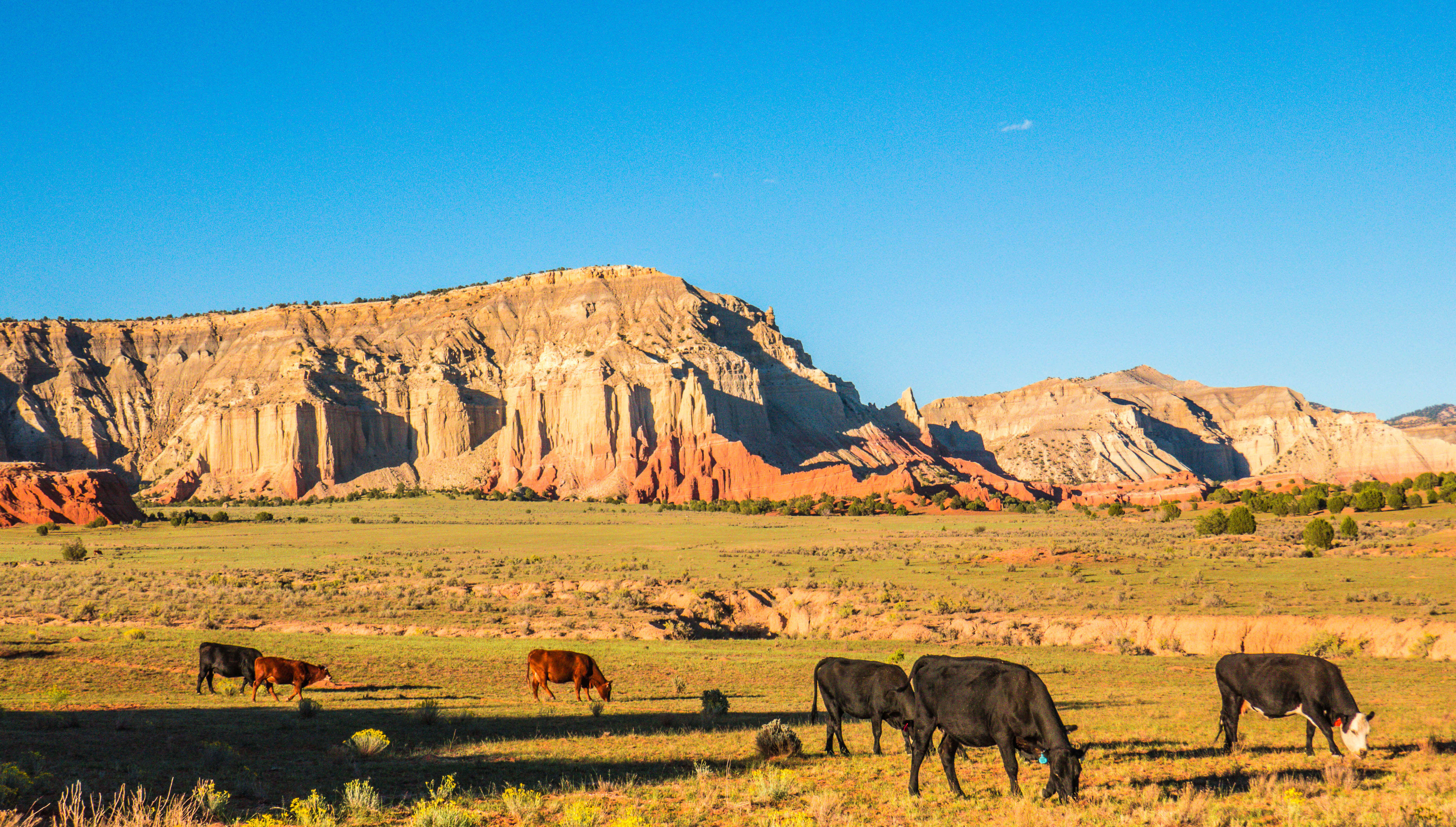 Paysage de l'Utah avec la roche rouge et les vaches