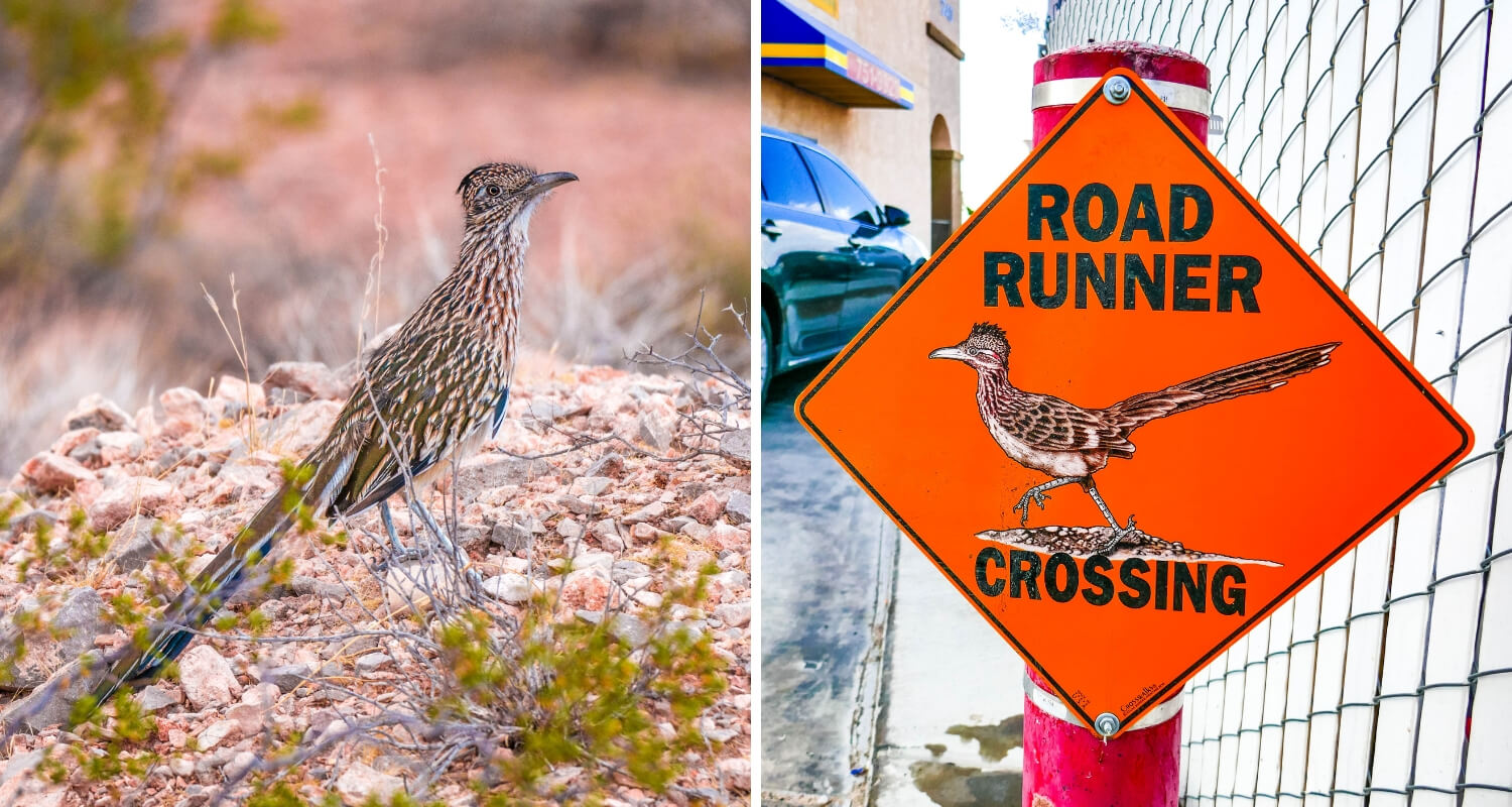 Un road runner oiseau typique de l'Ouest américain