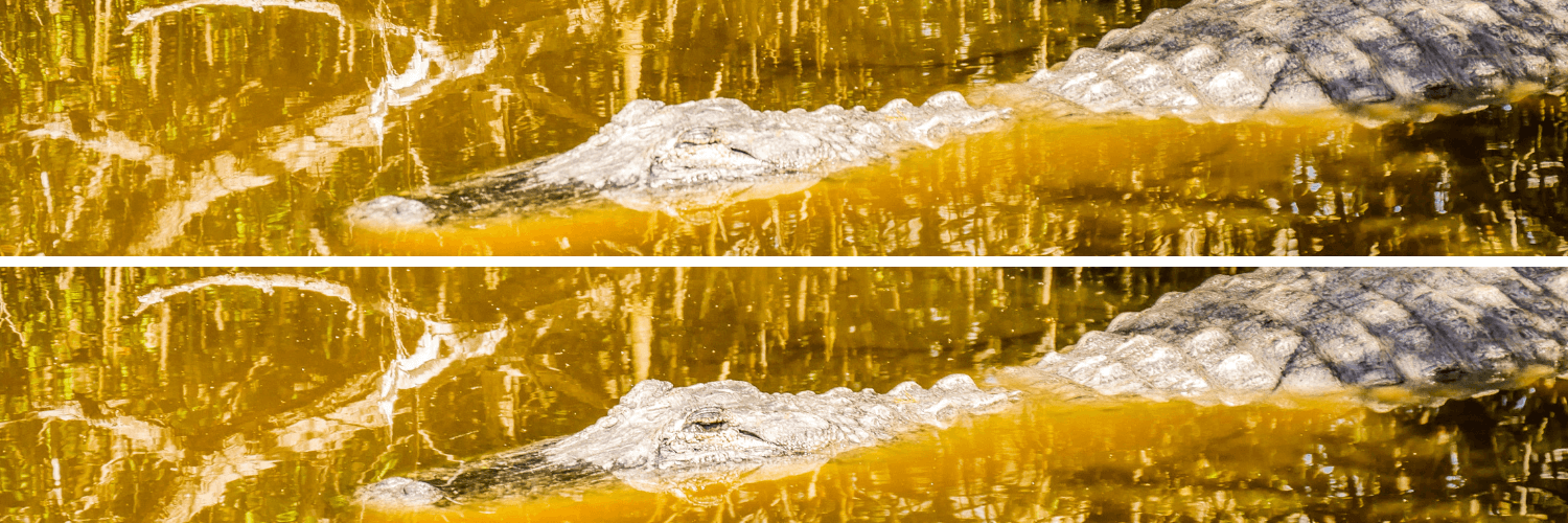 Alligator dans les Everglades en Floride