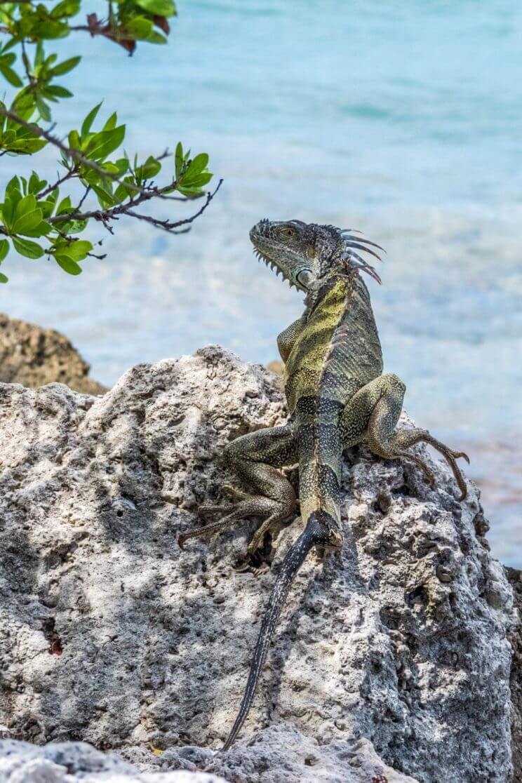 Iguane au bord de l'eau Key Biscayne à Miami