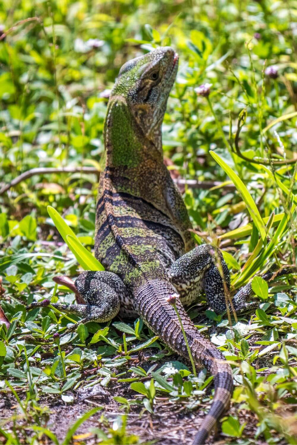 Iguane au sol à Key Biscayne Miami