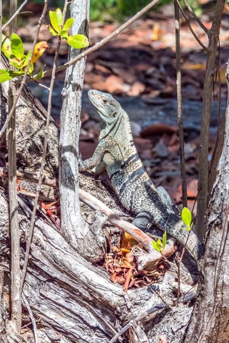 Iguane dans arbre à Key Biscayne Miami
