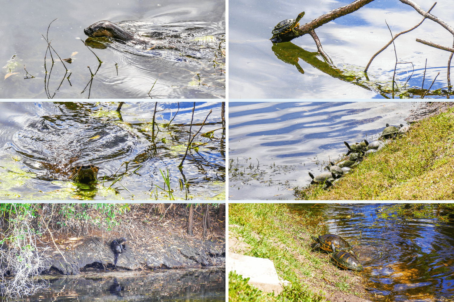 Loutres et tortues à Naples en Floride