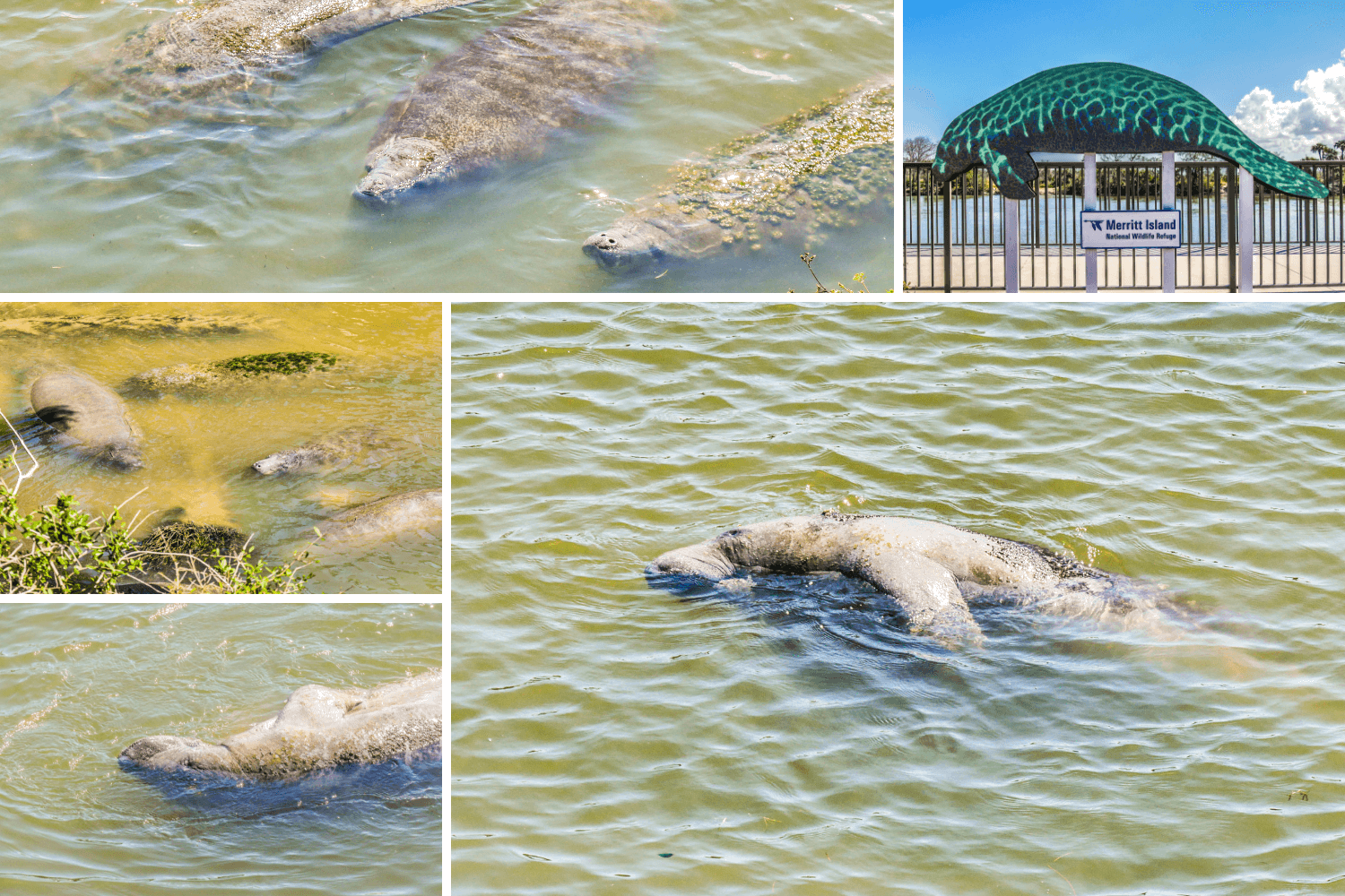 Observer les lamantins en Floride