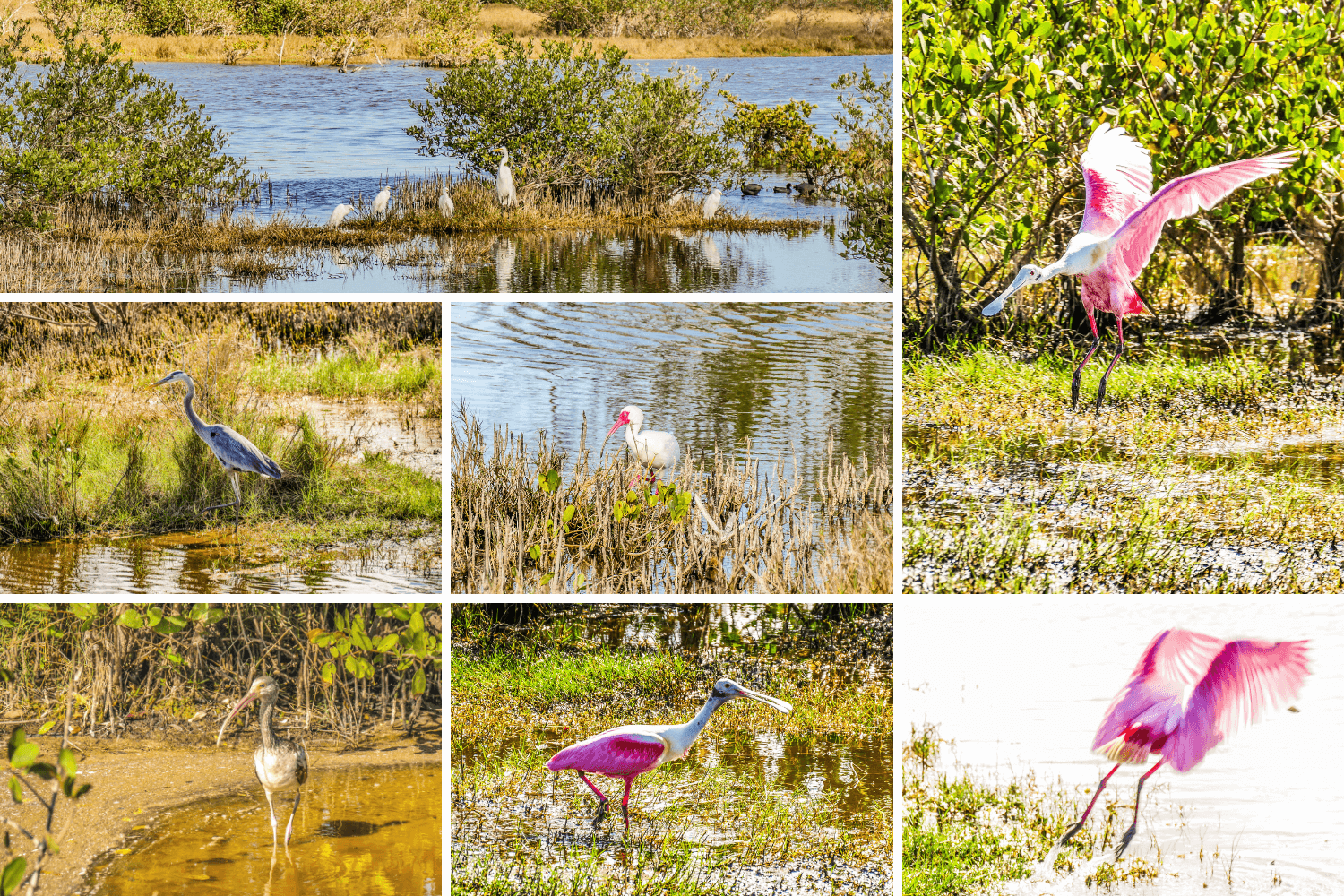 Observer les oiseaux à Merritt Island en Floride
