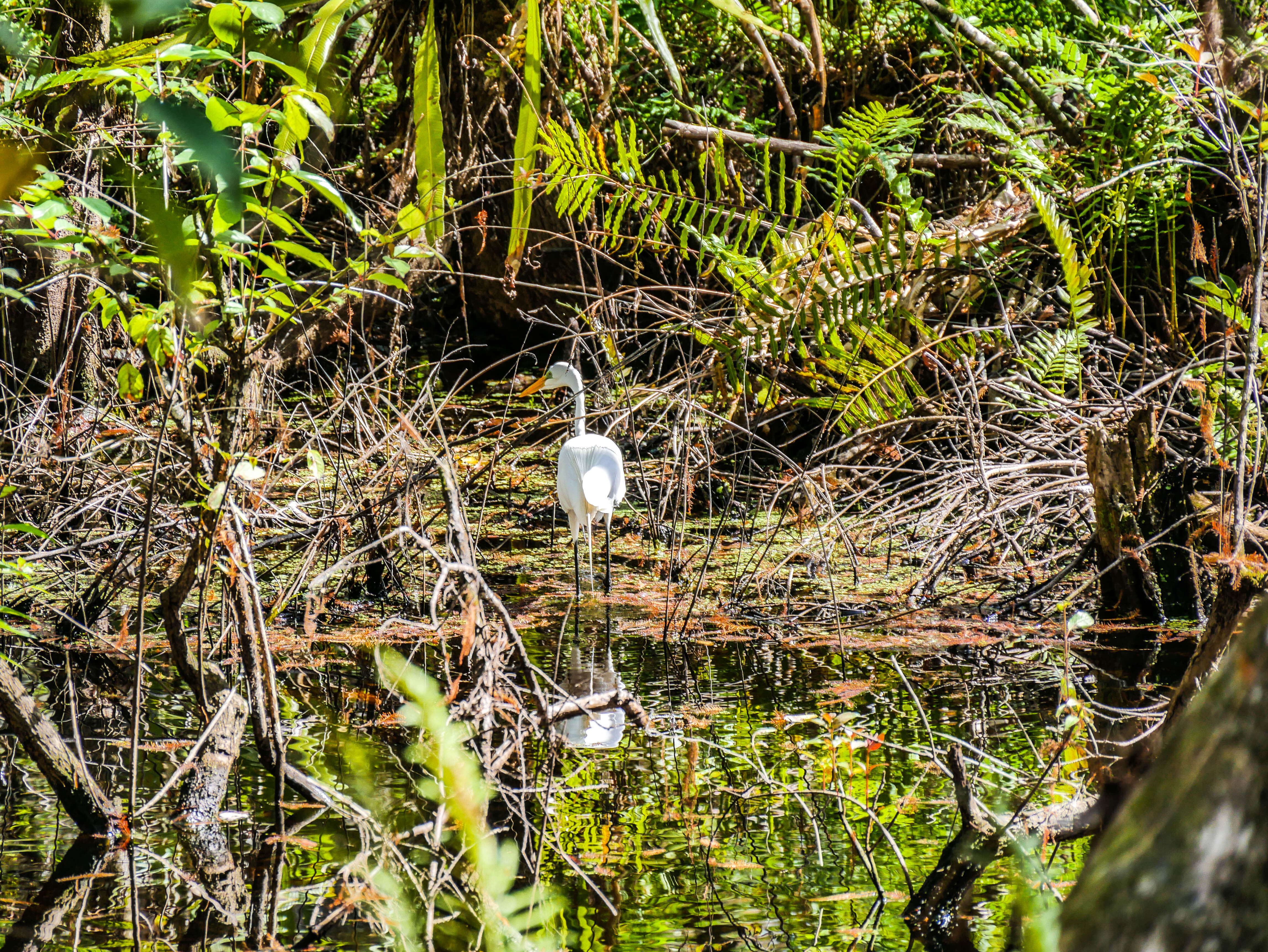 Oiseau du Corckscrew en Floride