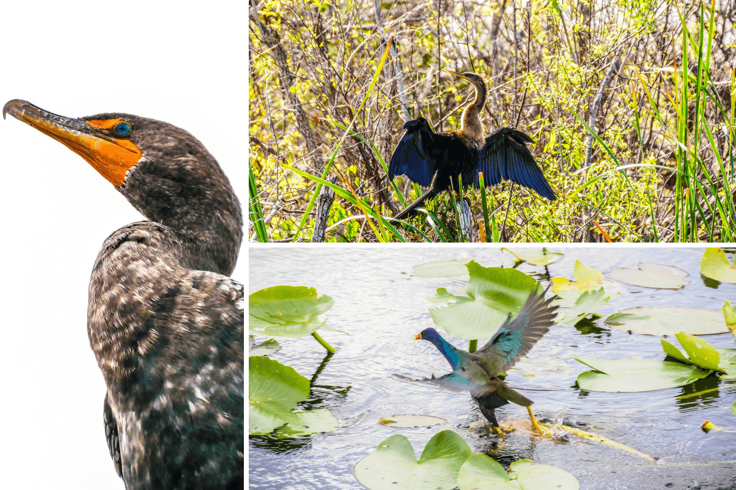 Oiseaux des Everglades en Floride