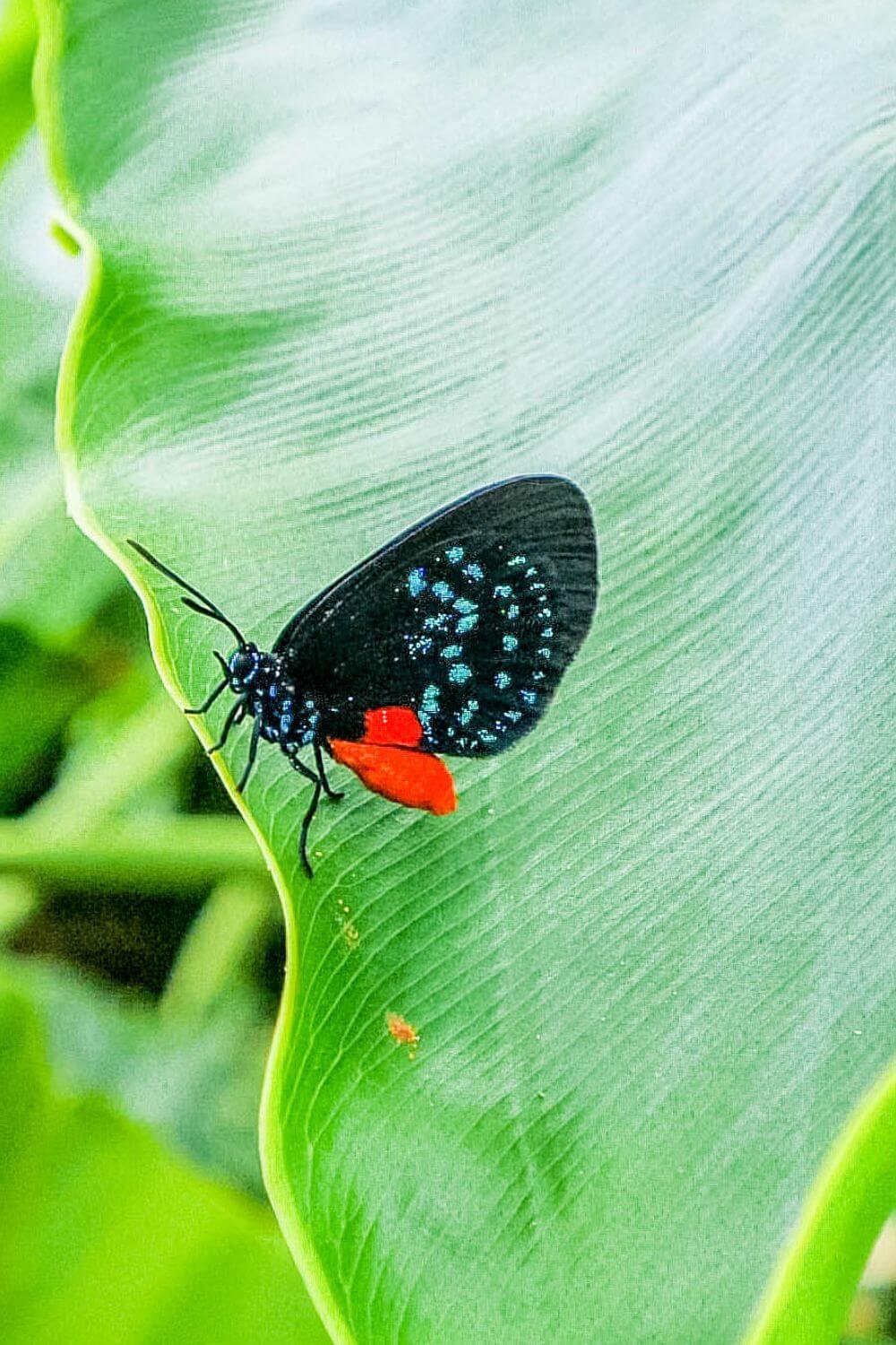 Papillon Atala Floride jardin botanique Miami Beach