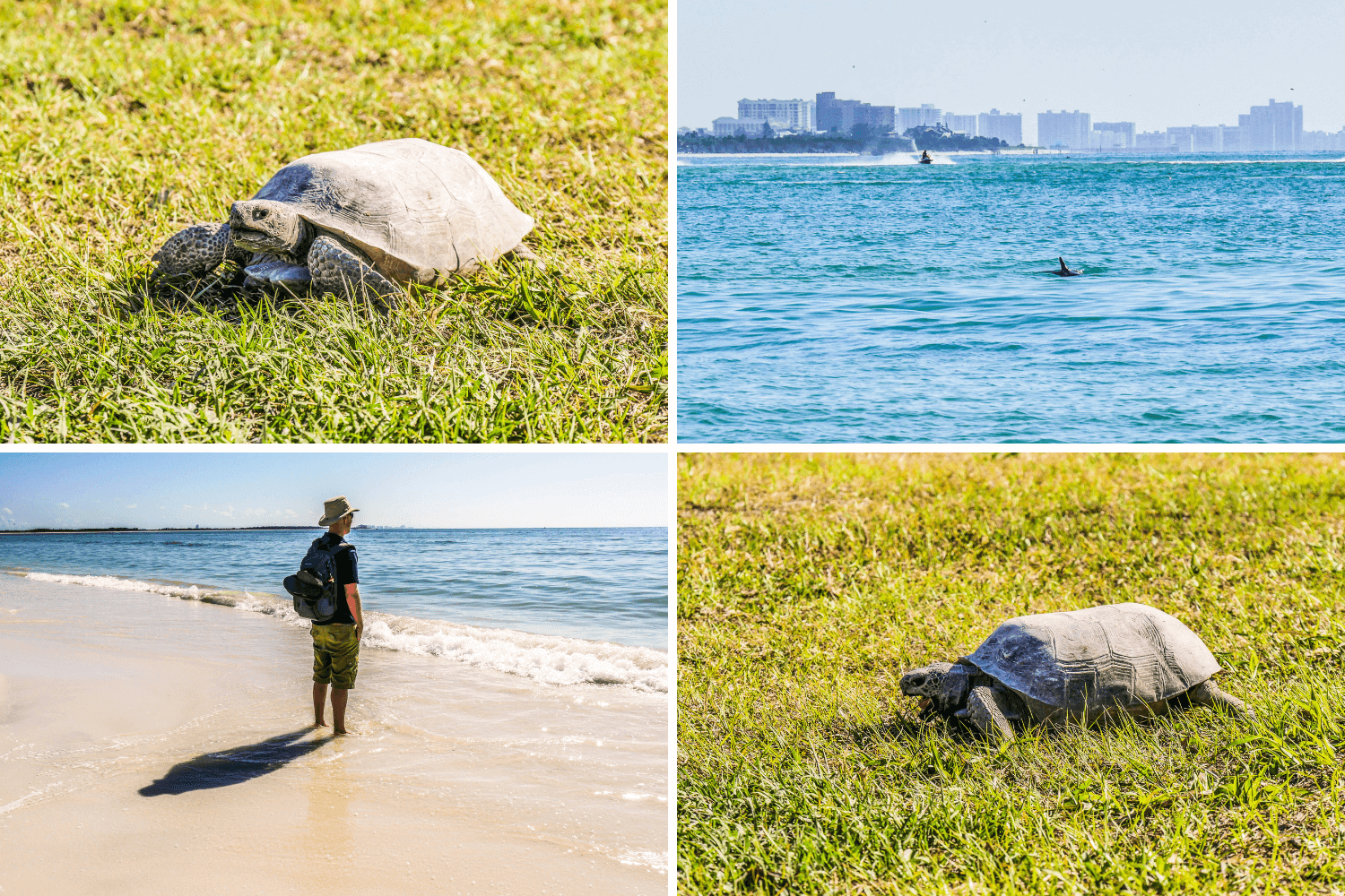 Plage et tortue sur Honeymoon Island en Floride