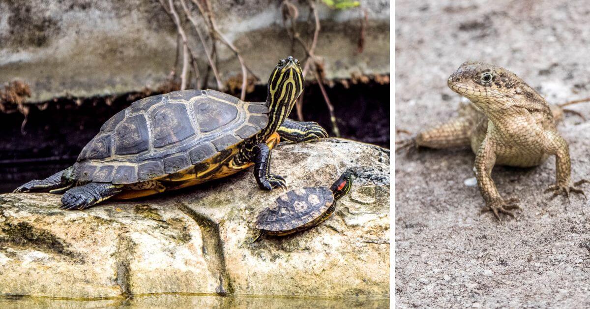 Tortue et lézard Botanic Gardia Miami Beach