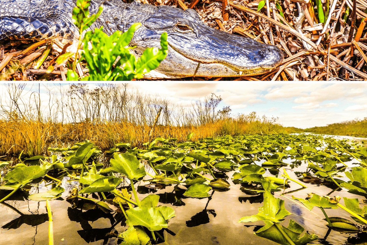 Visiter les Everglades en Floride