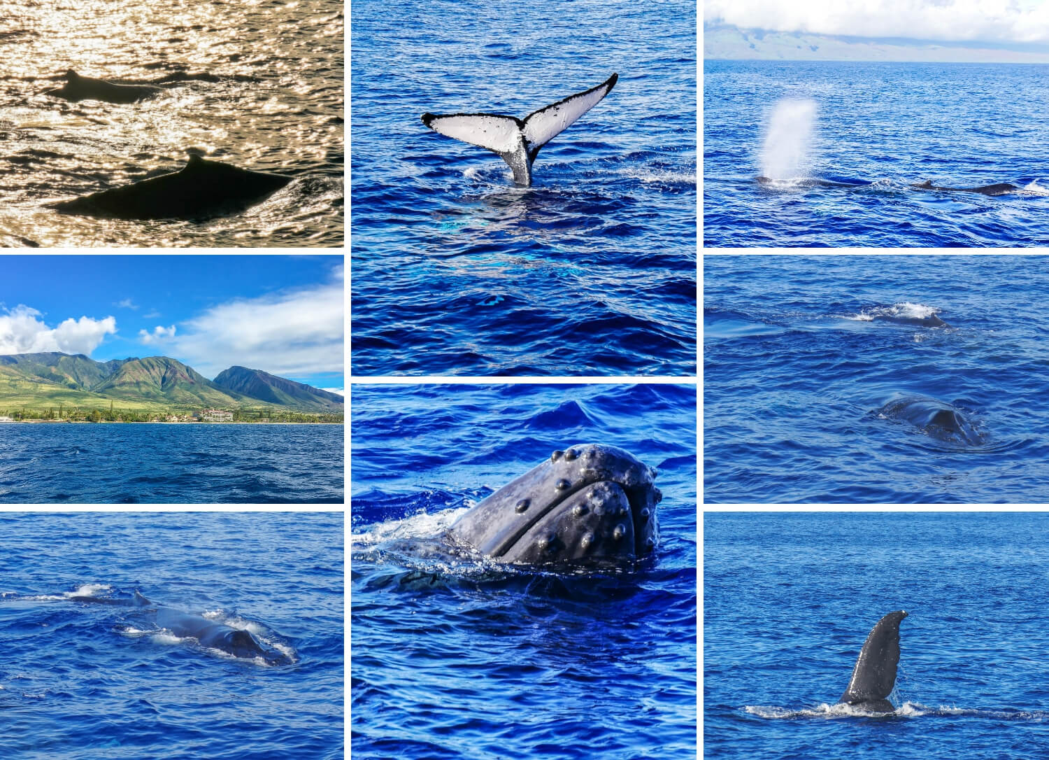 Baleines à bosse à Maui Hawaii