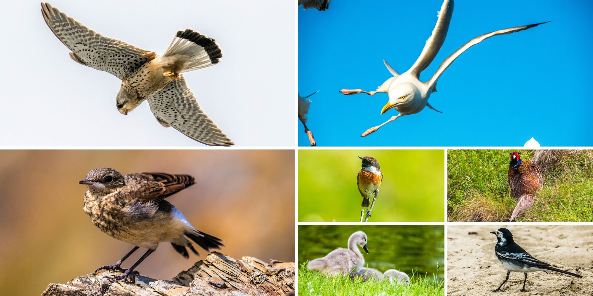 Oiseaux vus dans le sud Angleterre