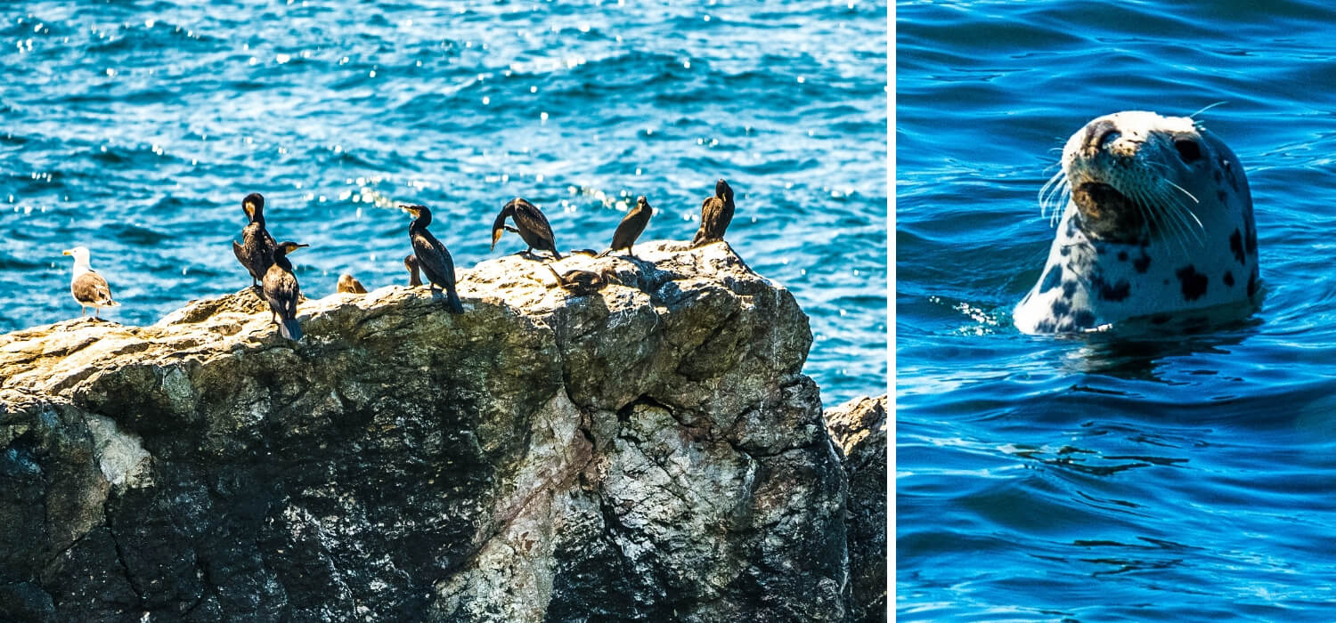 Phoque et oiseaux marins Cornouailles