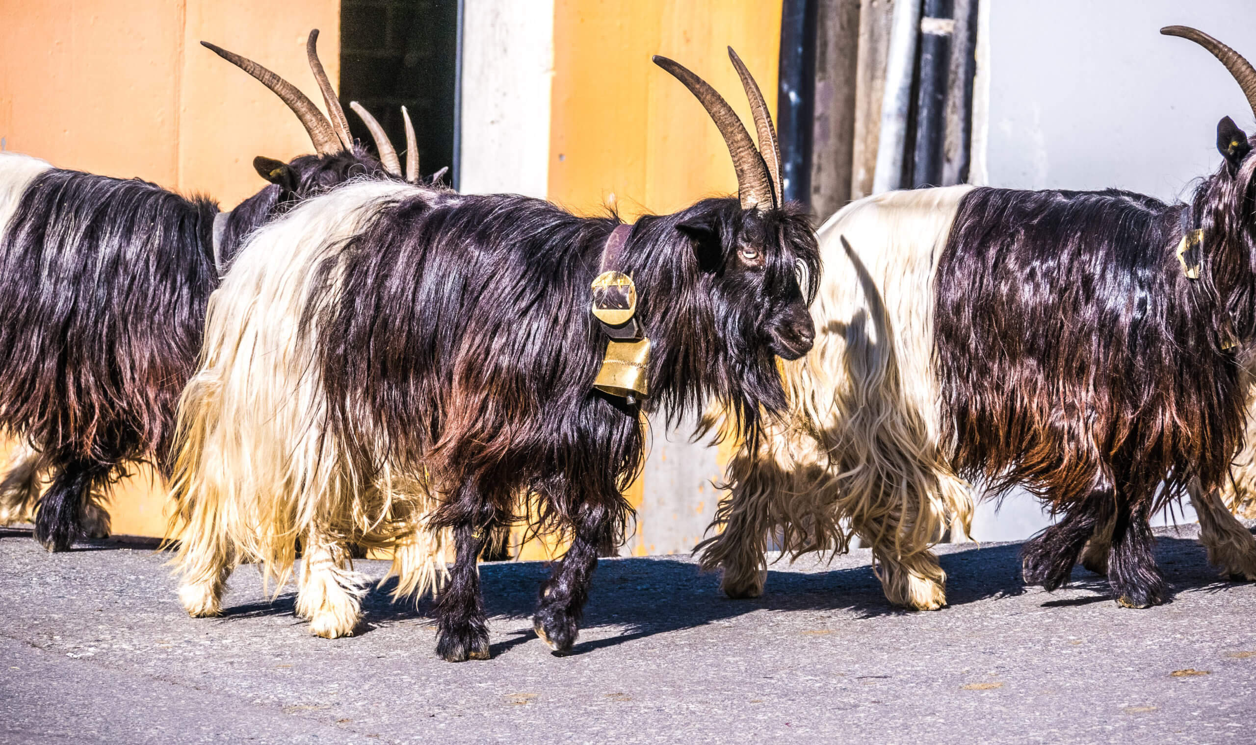 Parade des chèvres à col noir Zermatt