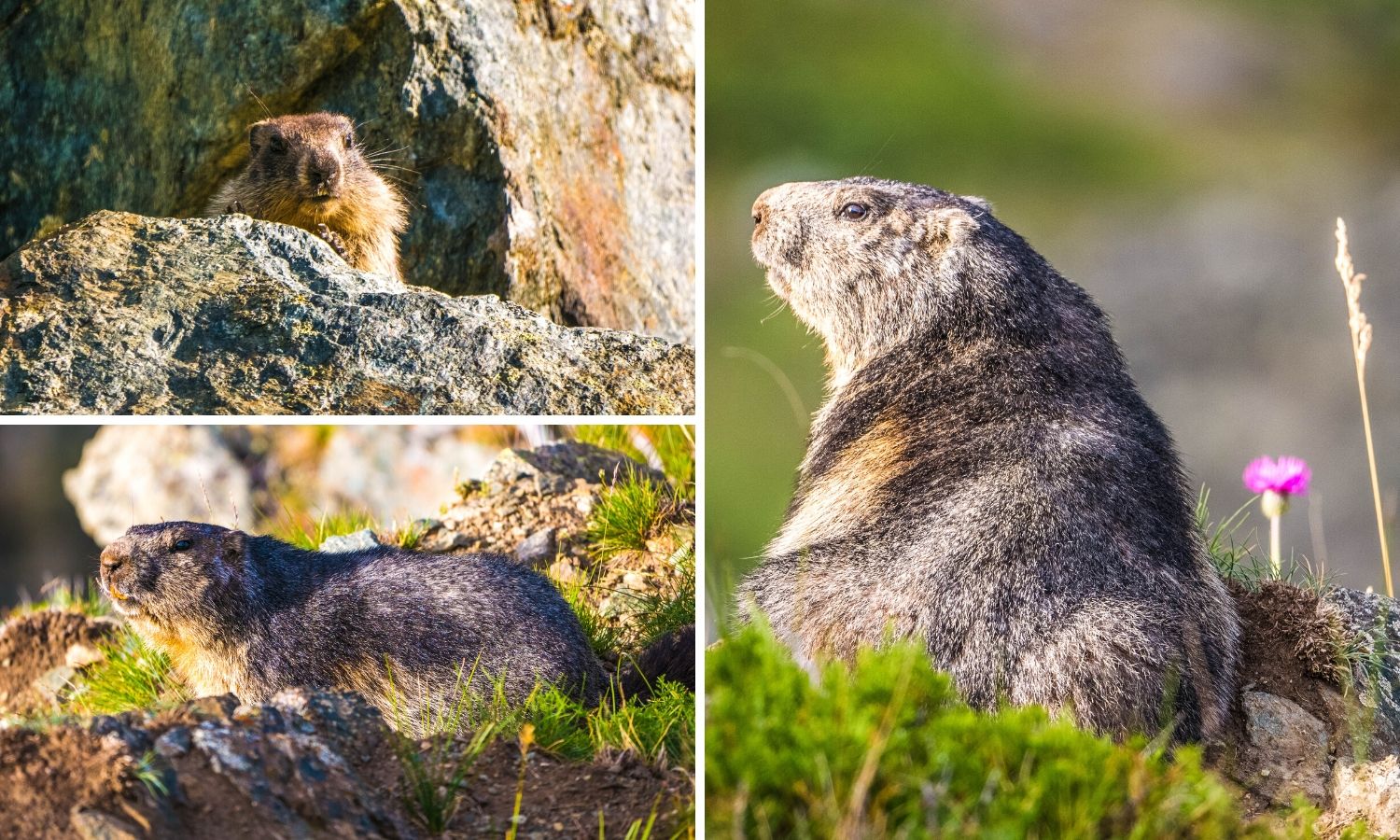 Sentier des marmottes Zermatt