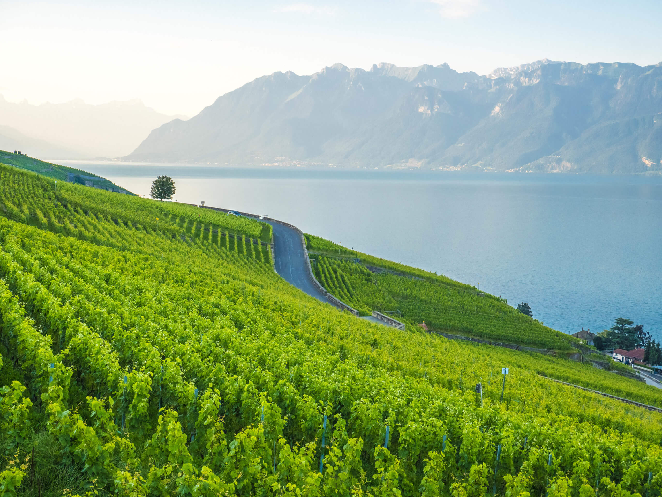 Lumière lever de soleil sur le Lavaux