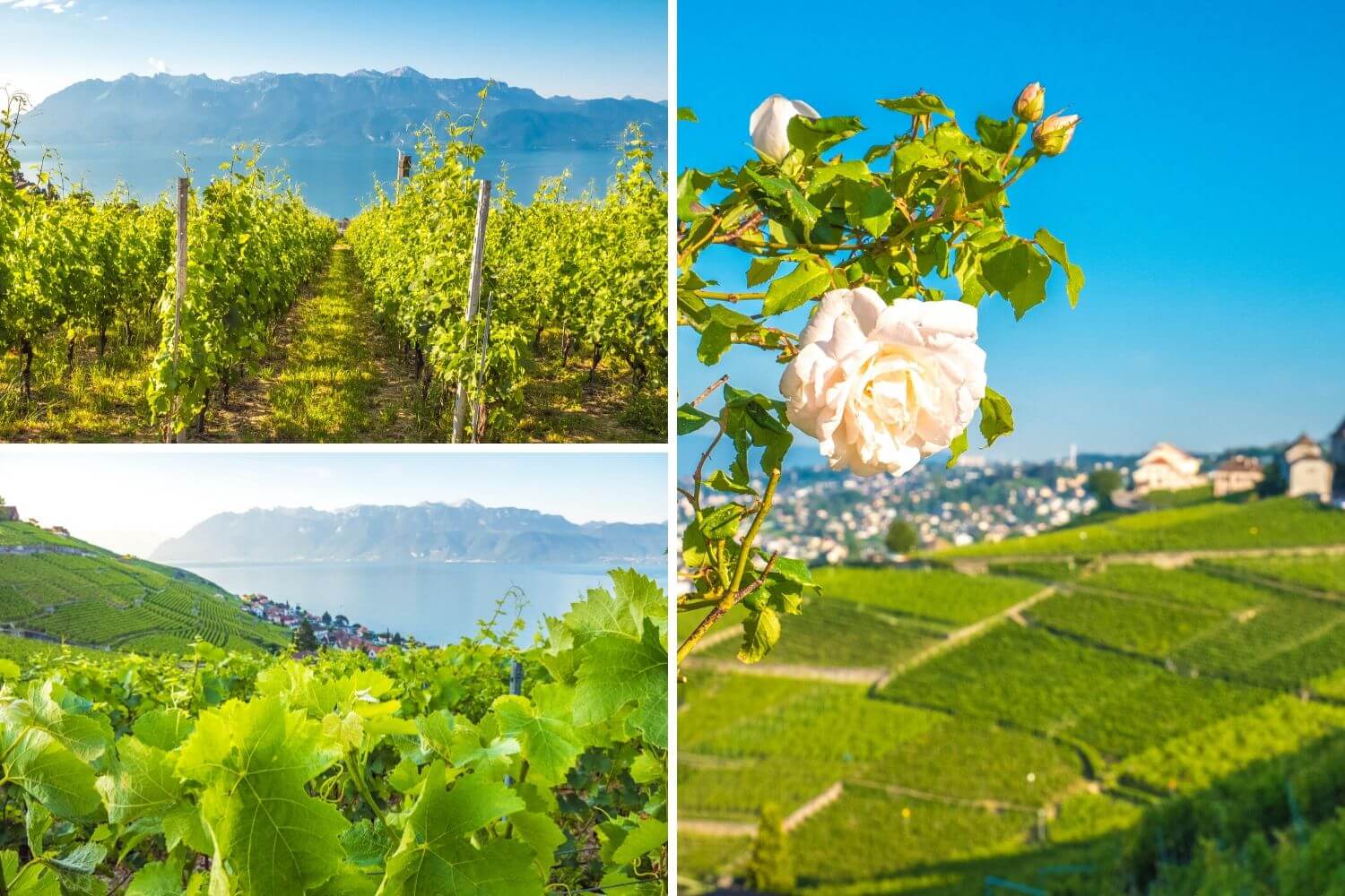 Randonnée Terrasses Lavaux en été