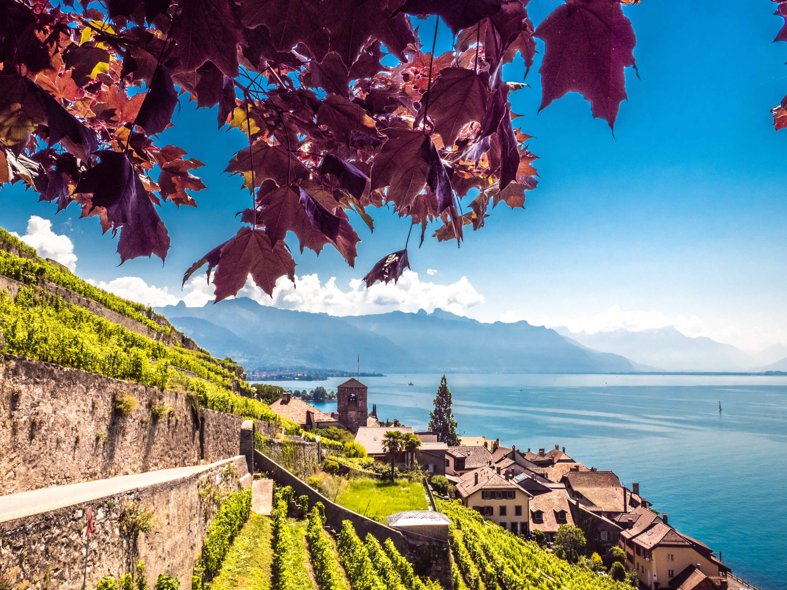 Saint-Saphorin Terrasses du Lavaux