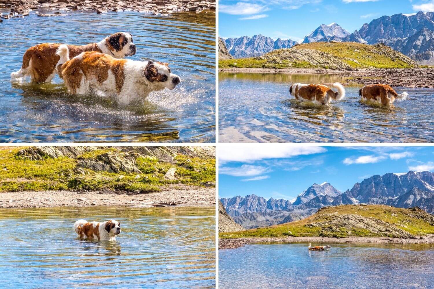 Bain des chiens au Pays du Saint-Bernard