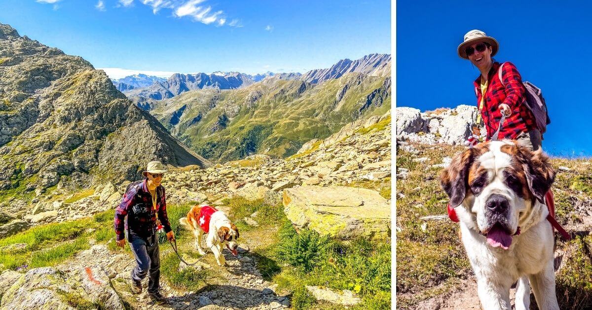 Balader les chiens au Grand-Saint-Bernard