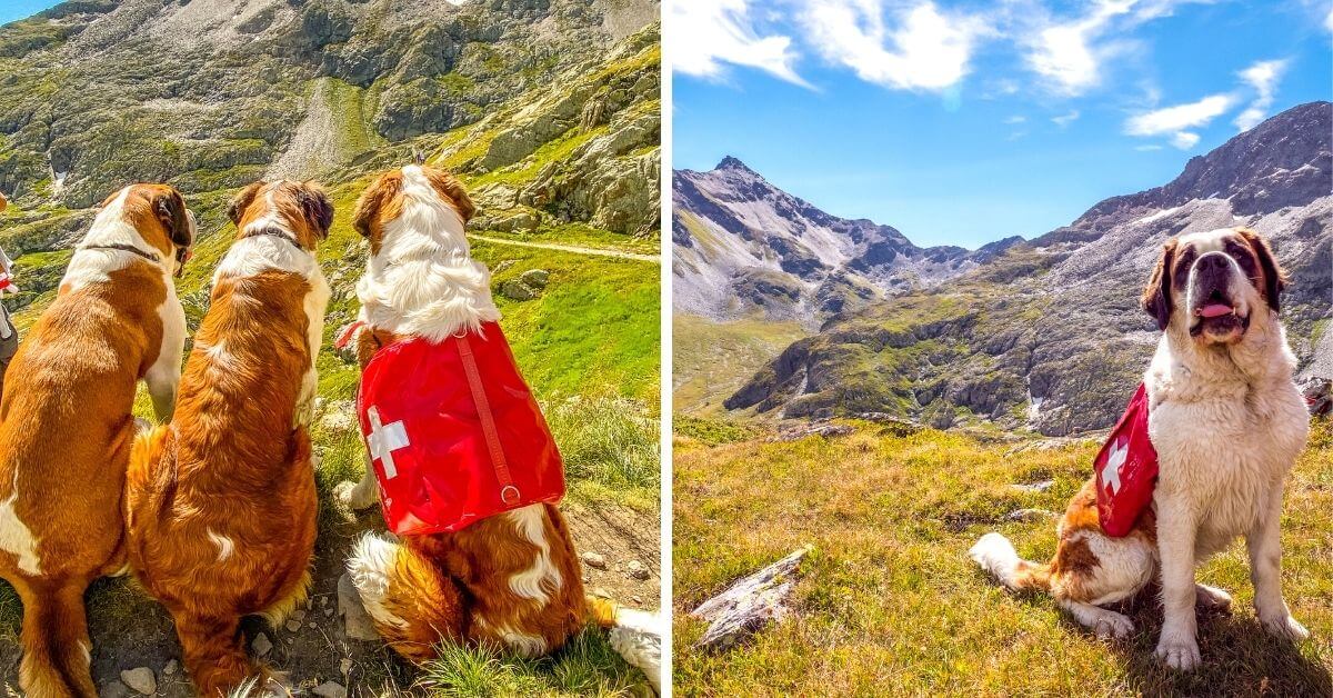 Les Saint-Bernard dans leur pays d'origine