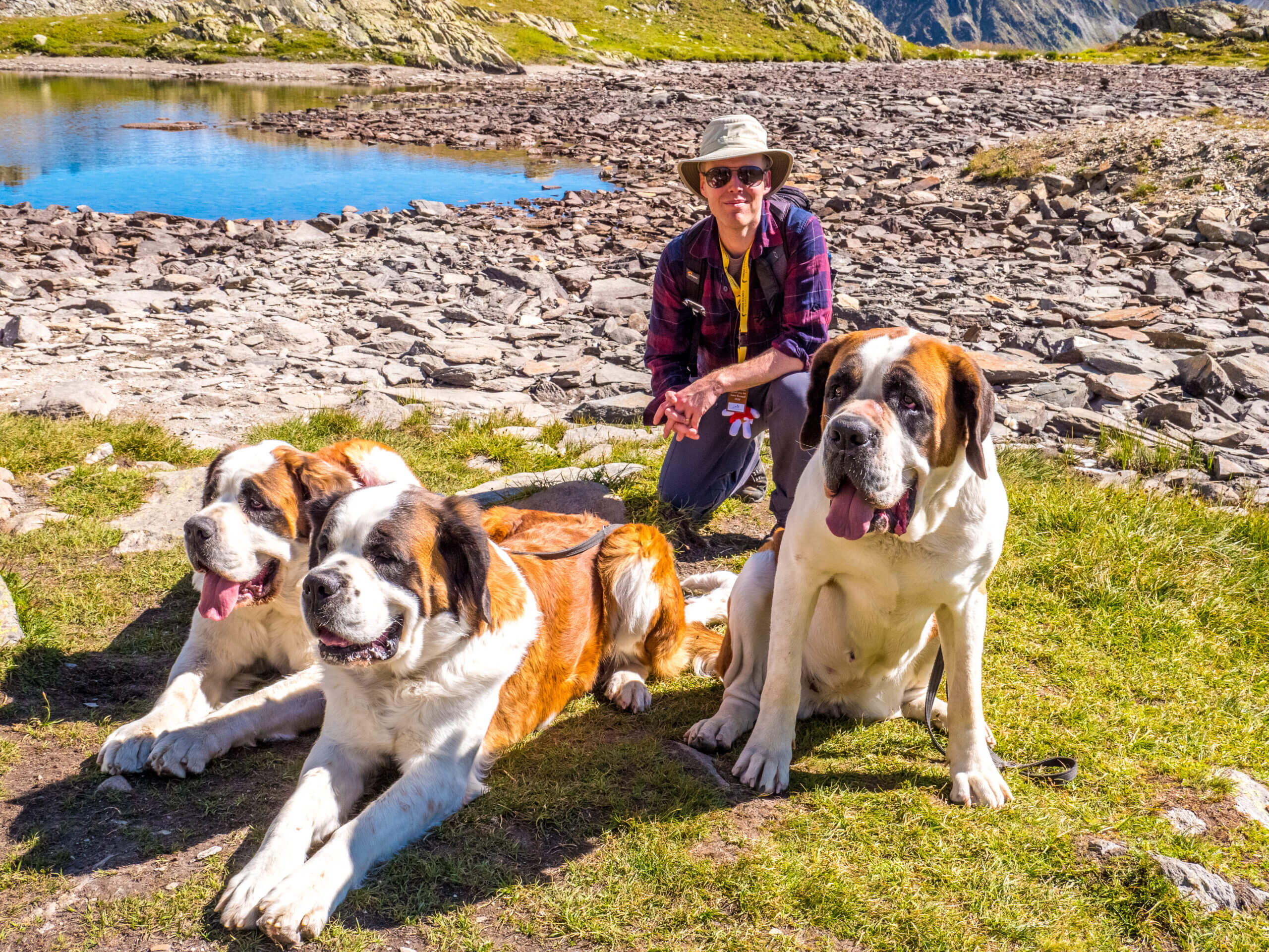 Présentation chiens St-Bernard
