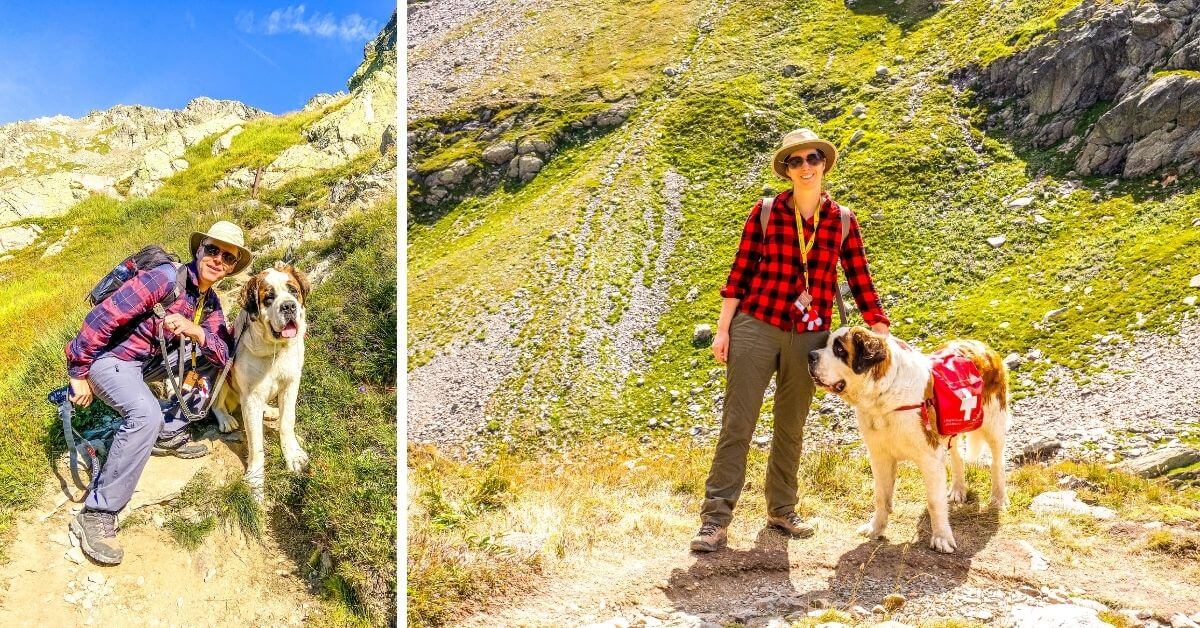 Waiana notre Saint-Bernard pour la randonnée